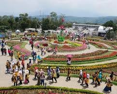 Taman Bunga Celosia